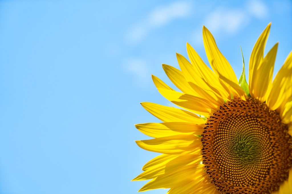 sunflower, yellow, core-3616249.jpg